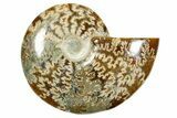 Polished Ammonite (Cleoniceras) Fossil - Madagascar #365062-1